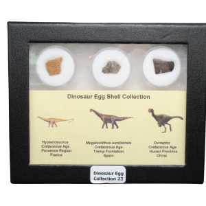 Genuine Cretaceous Age Dinosaur Egg Shell Collection Hypselosaurus - Megaloolithus and Oviraptor Fossils for Sale #23