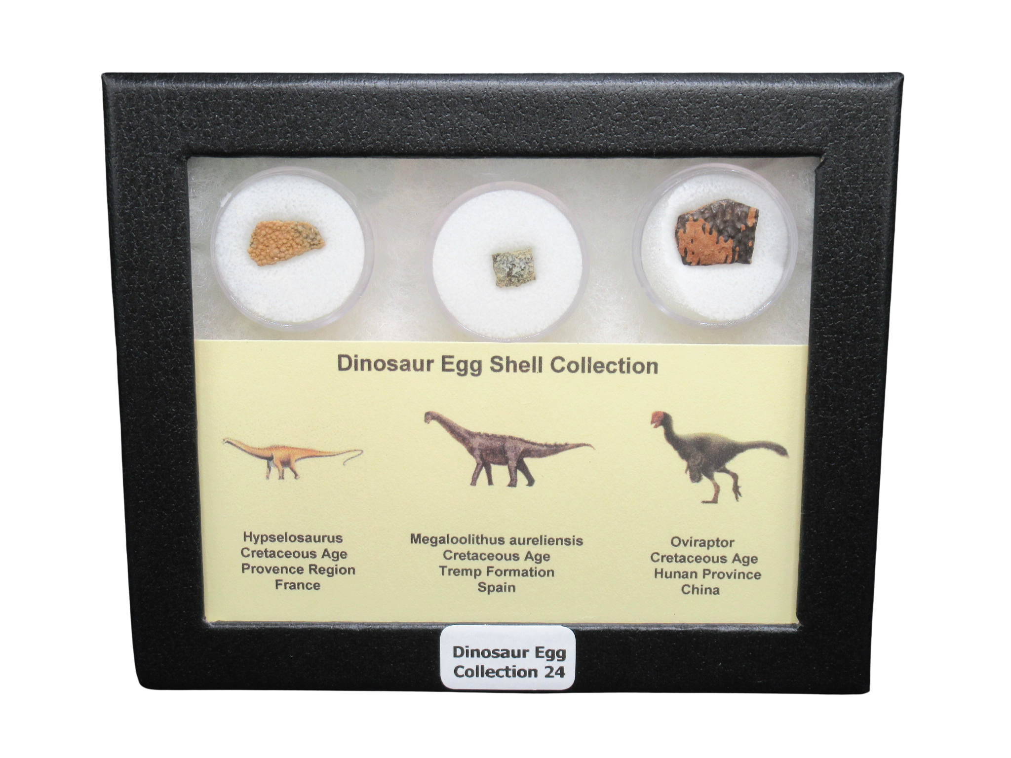 Cretaceous Dinosaur Egg Shell Collection Hypselosaurus - Megaloolithus and Oviraptor 24 | Fossils for Sale Genuine Cretaceous Age Dinosaur Egg Shell Collection Hypselosaurus - Megaloolithus and Oviraptor Fossils for Sale #24