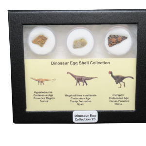 Genuine Cretaceous Age Dinosaur Egg Shell Collection Hypselosaurus - Megaloolithus and Oviraptor Fossils for Sale #25