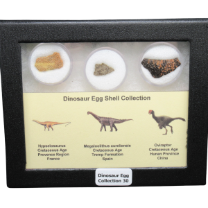Genuine Cretaceous Age Dinosaur Egg Shell Collection Hypselosaurus - Megaloolithus and Oviraptor Fossils for Sale #30
