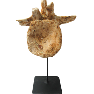 Crocodylomorph Vertebra Bone from Kem Kem Basin Morocco 2 | Fossils for Sale