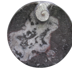 Devonian Age Goniatite and Orthoceras Fossil Bowl 1 | Fossils for Sale Genuine Devonian Age Goniatite and Orthoceras Fossil Bowl for Sale #1