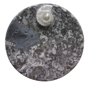 Devonian Age Goniatite and Orthoceras Fossil Bowl 2 | Fossils for Sale Genuine Devonian Age Goniatite and Orthoceras Fossil Bowl for Sale #2