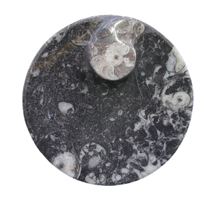 Devonian Age Goniatite and Orthoceras Fossil Bowl 3 | Fossils for Sale Genuine Devonian Age Goniatite and Orthoceras Fossil Bowl for Sale #3