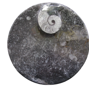 Devonian Age Goniatite and Orthoceras Fossil Bowl 4 | Fossils for Sale Genuine Devonian Age Goniatite and Orthoceras Fossil Bowl for Sale #4