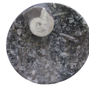 Devonian Age Goniatite and Orthoceras Fossil Bowl 5 | Fossils for Sale Genuine Devonian Age Goniatite and Orthoceras Fossil Bowl for Sale #5