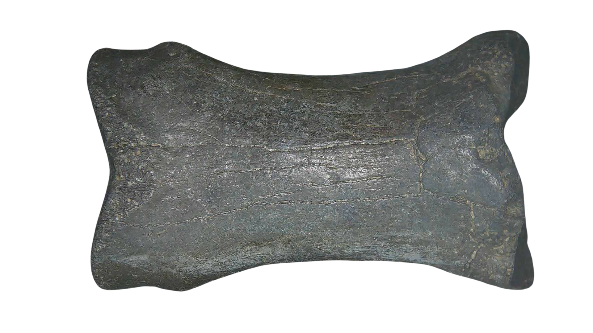 Equus Ice Age Horse Phalanx From Peace River in Florida 2 | Fossils for Sale Genuine Ice Age Horse Phalanx Fossils for Sale from Florida #2
