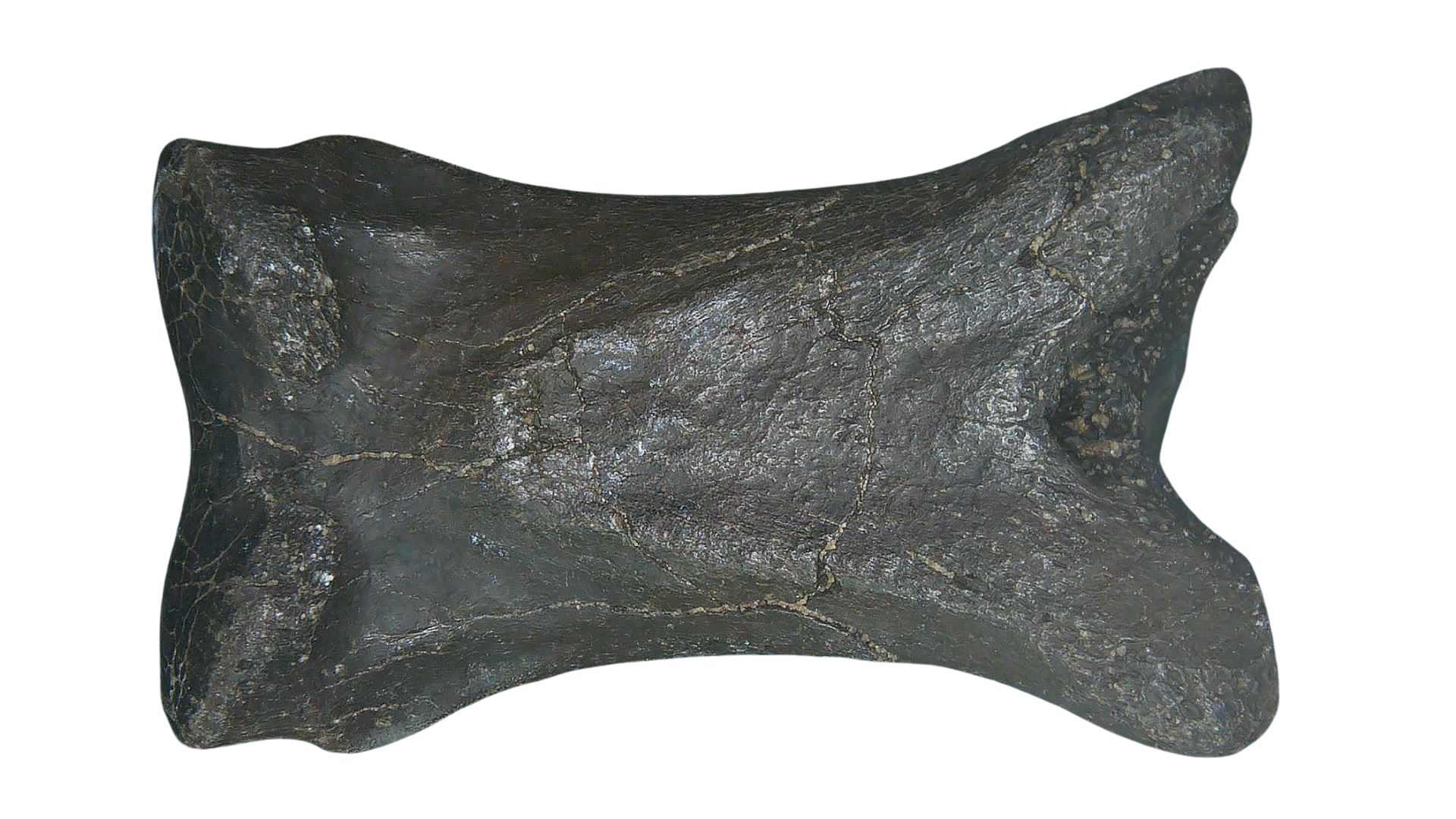 Equus Ice Age Horse Phalanx From Peace River in Florida 2a | Fossils for Sale Genuine Ice Age Horse Phalanx Fossils for Sale from Florida #2a