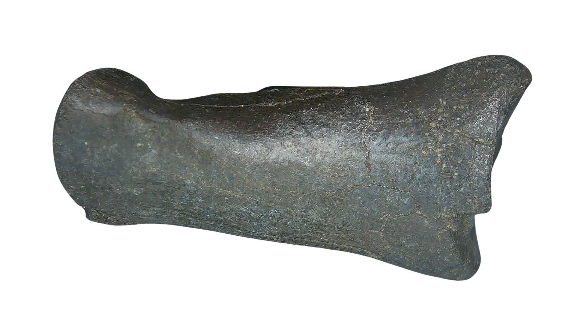 Equus Ice Age Horse Phalanx From Peace River in Florida 2b | Fossils for Sale Genuine Ice Age Horse Phalanx Fossils for Sale from Florida #2b