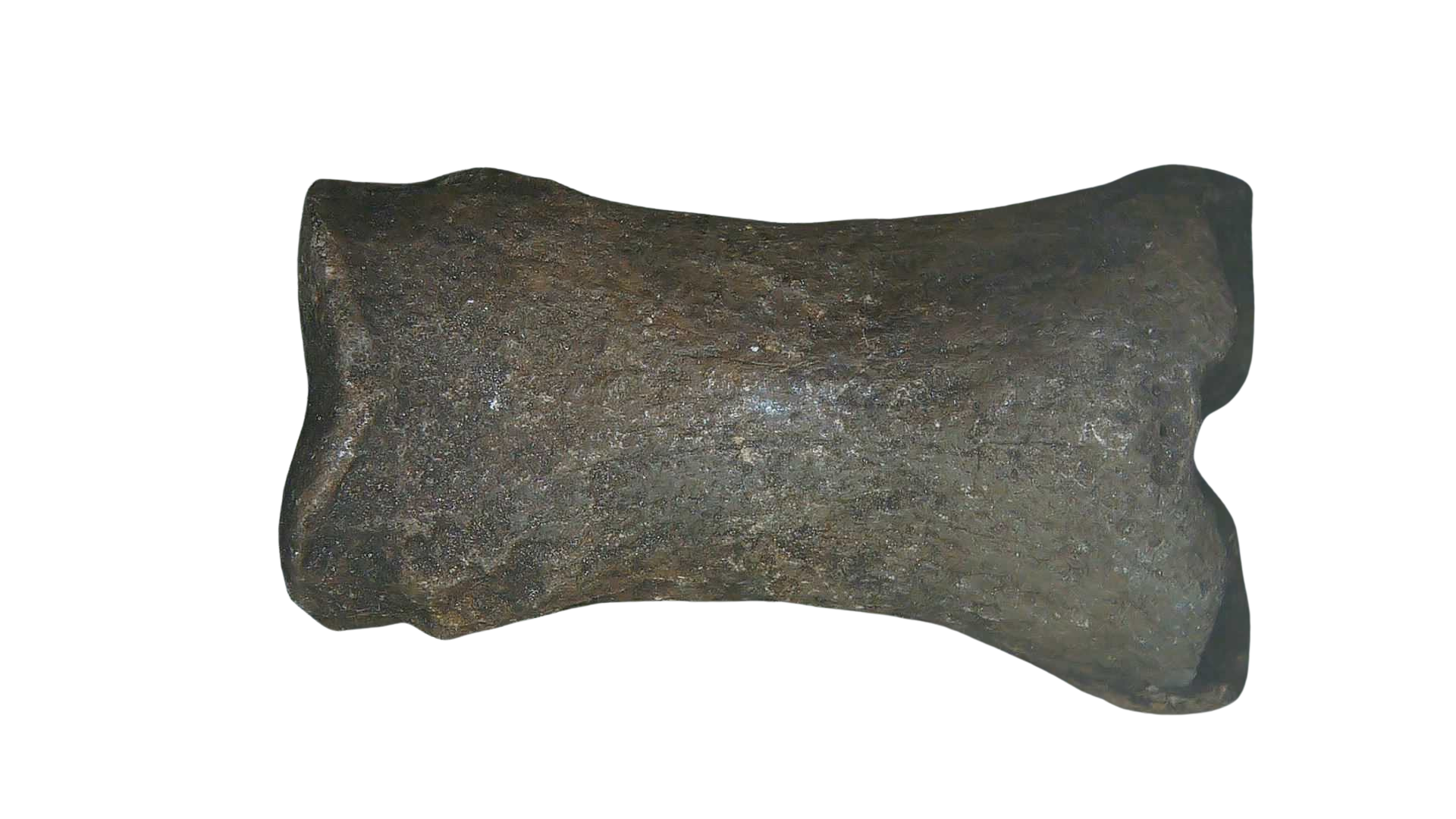 Equus Ice Age Horse Phalanx From Peace River in Florida 3 | Fossils for Sale Genuine Ice Age Horse Phalanx Fossils for Sale from Florida #3