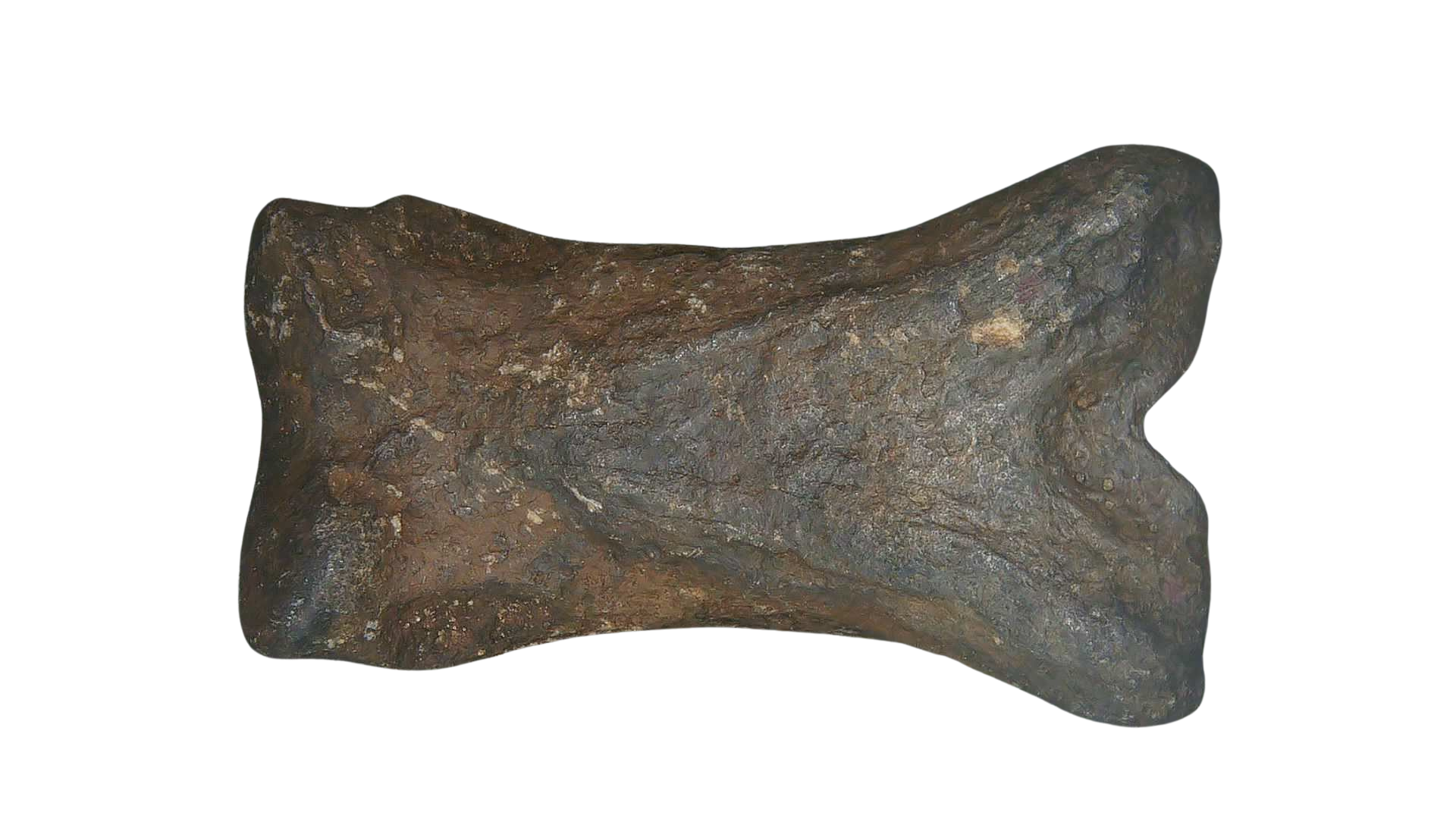 Equus Ice Age Horse Phalanx From Peace River in Florida 3a | Fossils for Sale Genuine Ice Age Horse Phalanx Fossils for Sale from Florida #3a