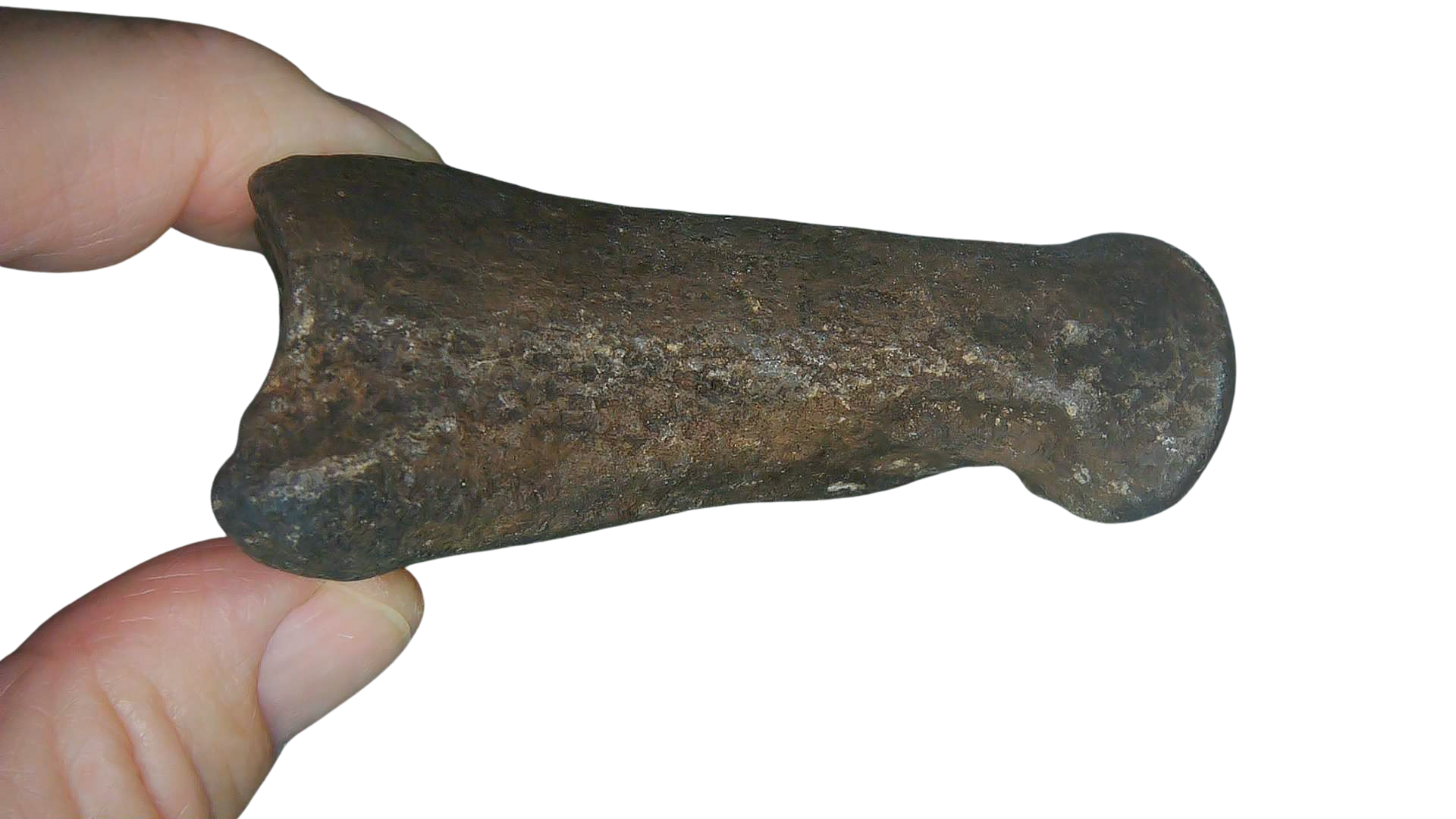 Equus Ice Age Horse Phalanx From Peace River in Florida 3b | Fossils for Sale Genuine Ice Age Horse Phalanx Fossils for Sale from Florida #3b