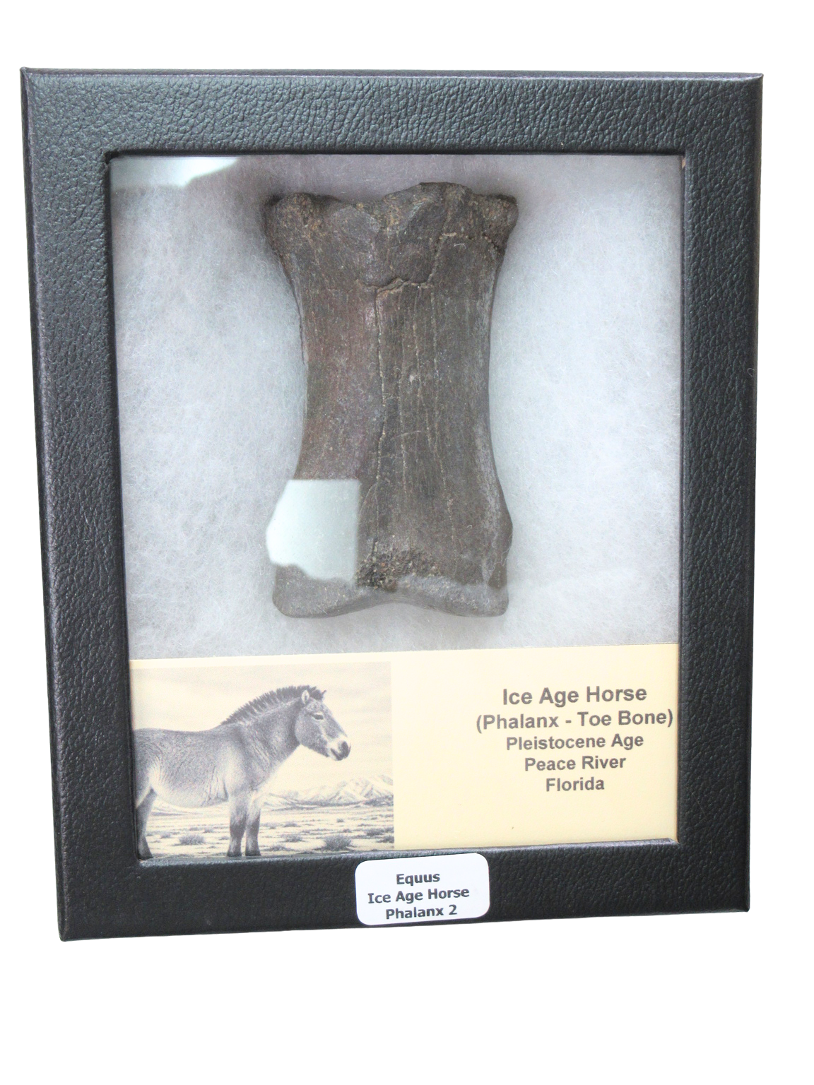 Equus Ice Age Horse Phalanx From Peace River in Florida Riker 2 | Fossils for Sale Genuine Ice Age Horse Phalanx Fossils for Sale from Florida #2