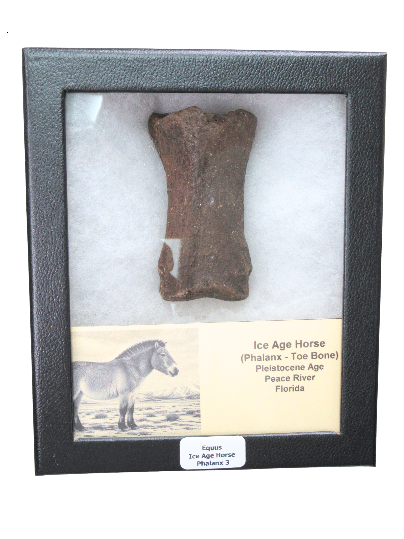 Equus Ice Age Horse Phalanx From Peace River in Florida Riker 3 | Fossils for Sale Genuine Ice Age Horse Phalanx Fossils for Sale from Florida #3