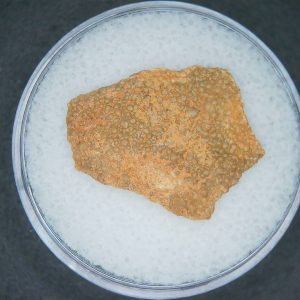 Hypselosaurus Dinosaur Egg Shell from Cretaceous of France 44 | Fossils for Sale