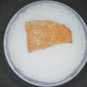 Hypselosaurus Dinosaur Egg Shell from Cretaceous of France 46 | Fossils for Sale