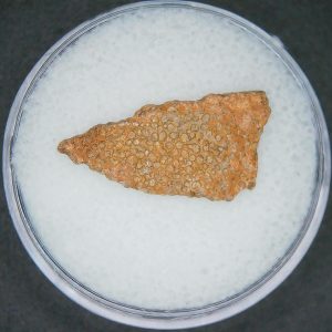 Hypselosaurus Dinosaur Egg Shell from Cretaceous of France 54 | Fossils for Sale