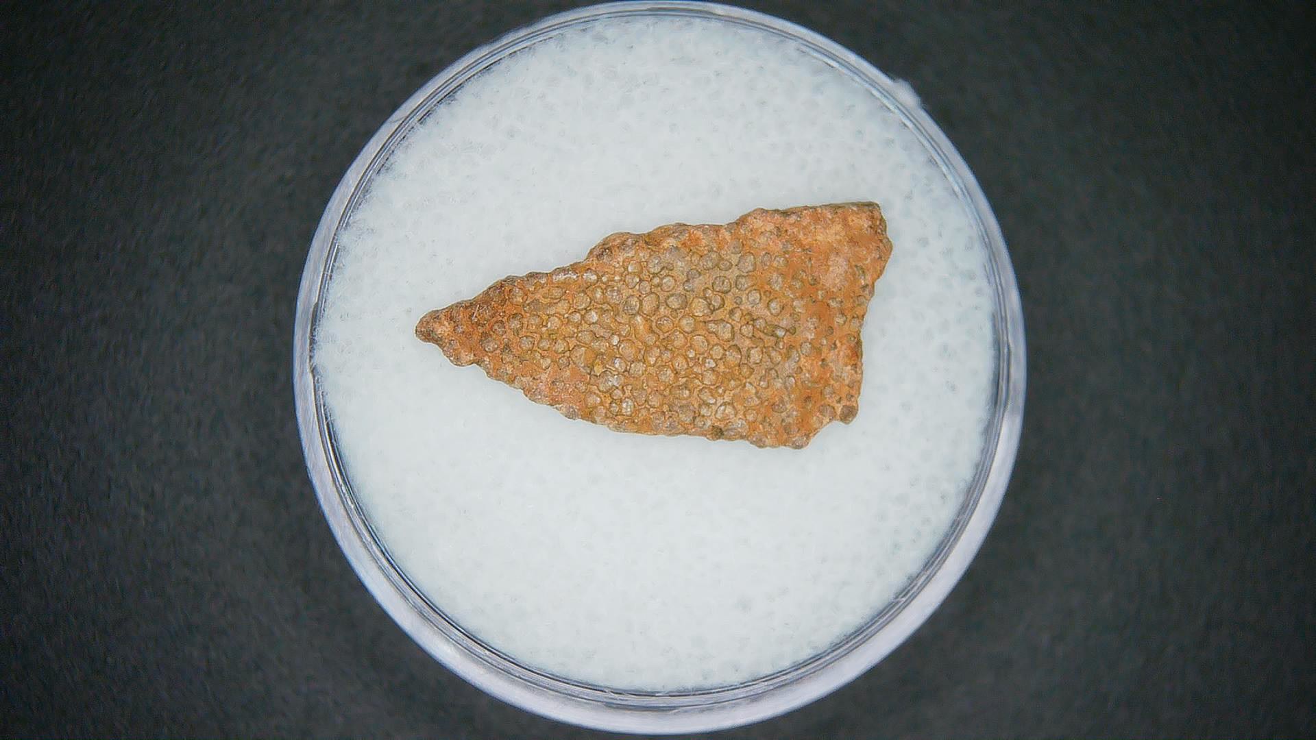 Hypselosaurus Dinosaur Egg Shell from Cretaceous of France 54 | Fossils for Sale Genuine Hypselosaurus Dinosaur Egg Shell Fossils From France For Sale #54