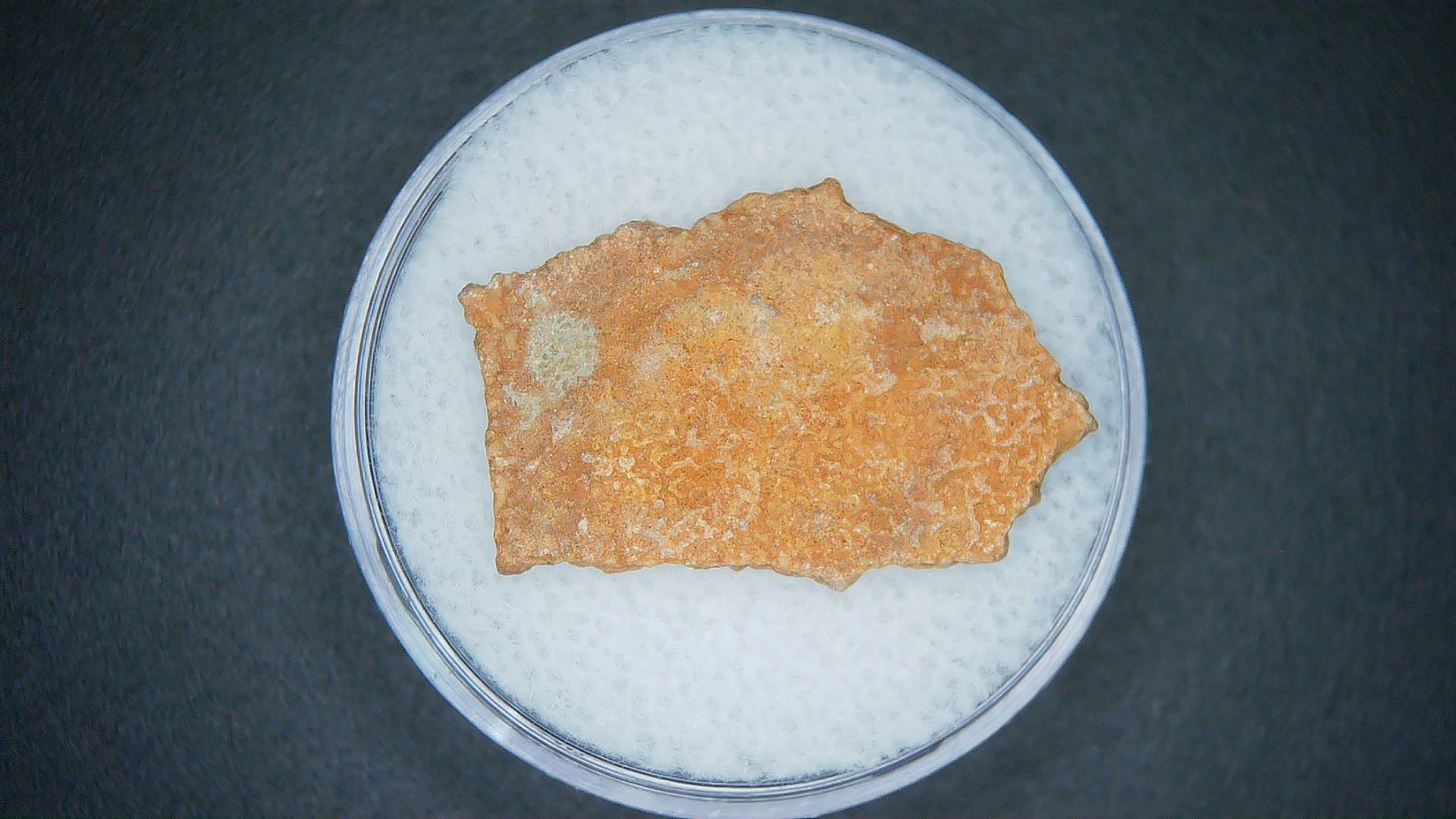 Hypselosaurus Dinosaur Egg Shell from Cretaceous of France 55a | Fossils for Sale Genuine Hypselosaurus Dinosaur Egg Shell Fossils From France For Sale #55a