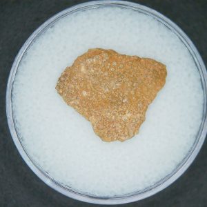 Genuine Hypselosaurus Dinosaur Egg Shell Fossils From France For Sale #61