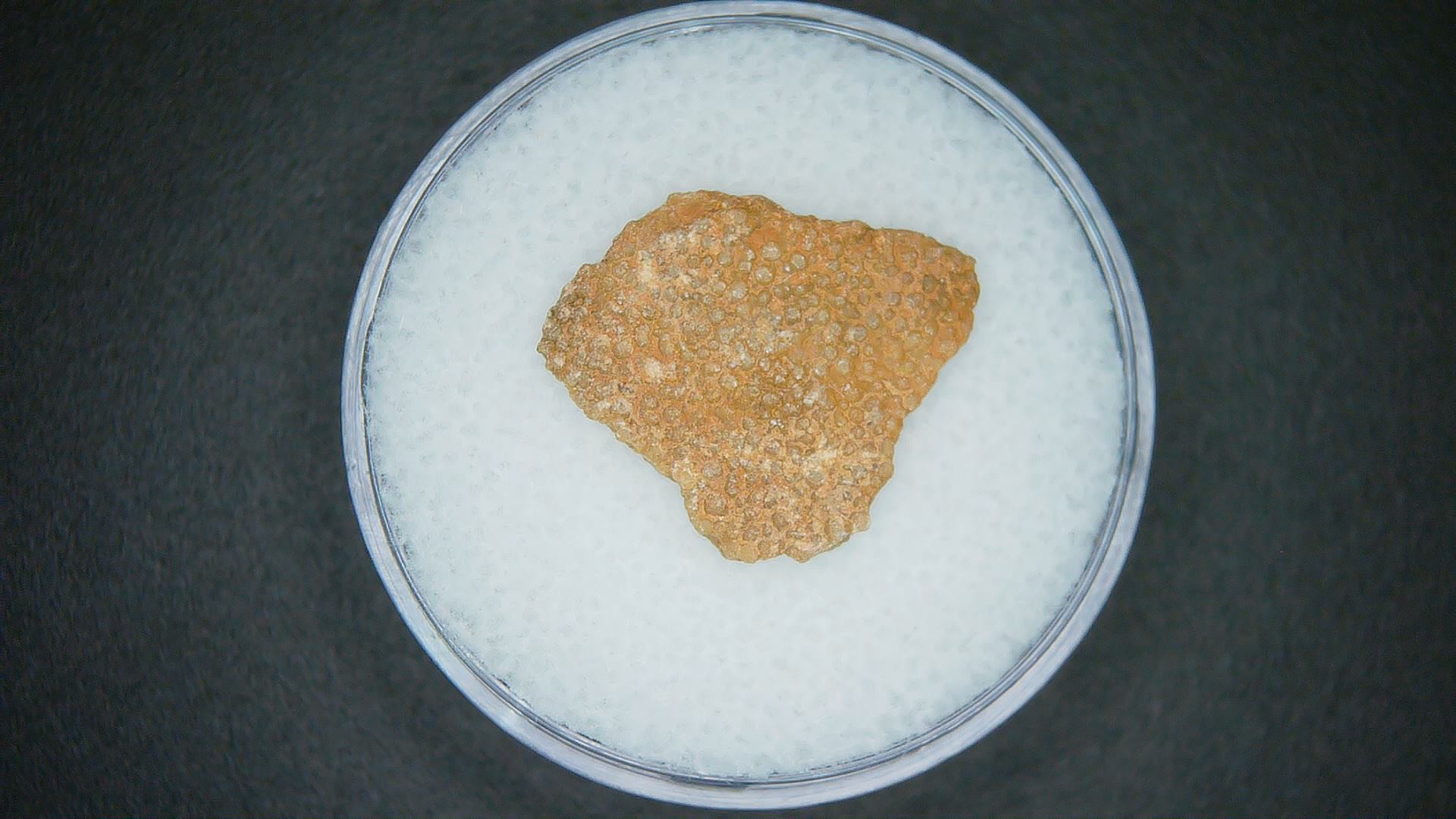 Hypselosaurus Dinosaur Egg Shell from Cretaceous of France 61 | Fossils for Sale Genuine Hypselosaurus Dinosaur Egg Shell Fossils From France For Sale #61
