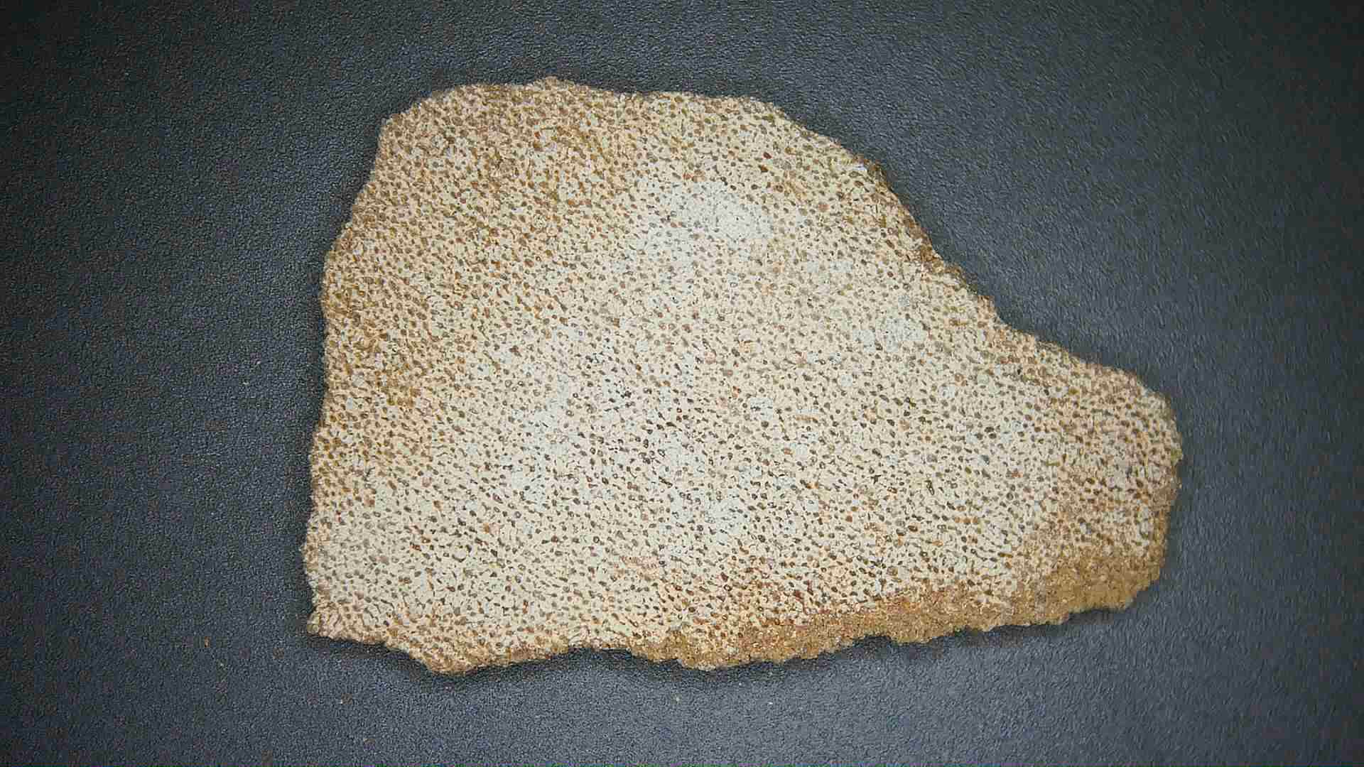 Late Cretaceous Age Titanosaur Egg Shell from France 17 | Fossils for Sale Genuine Cretaceous Age Titanosaur Egg Shell Fossils for Sale from France #17