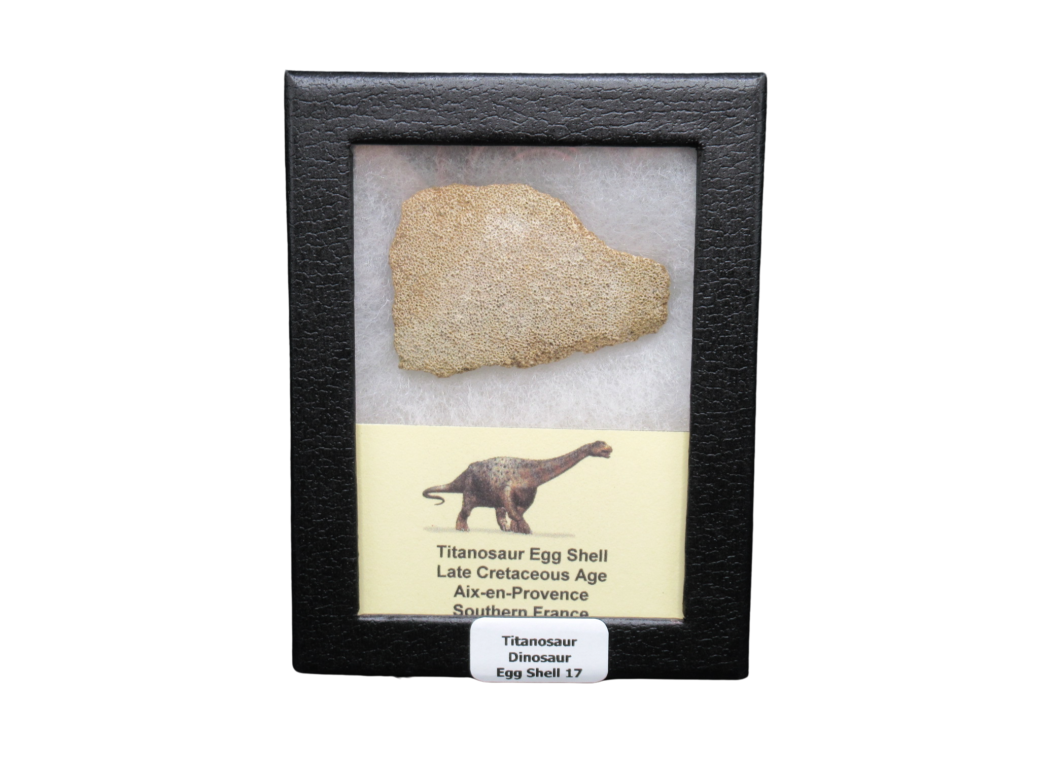 Late Cretaceous Age Titanosaur Egg Shell from France in Riker 17 | Fossils for Sale Genuine Cretaceous Age Titanosaur Egg Shell Fossils for Sale from France #17