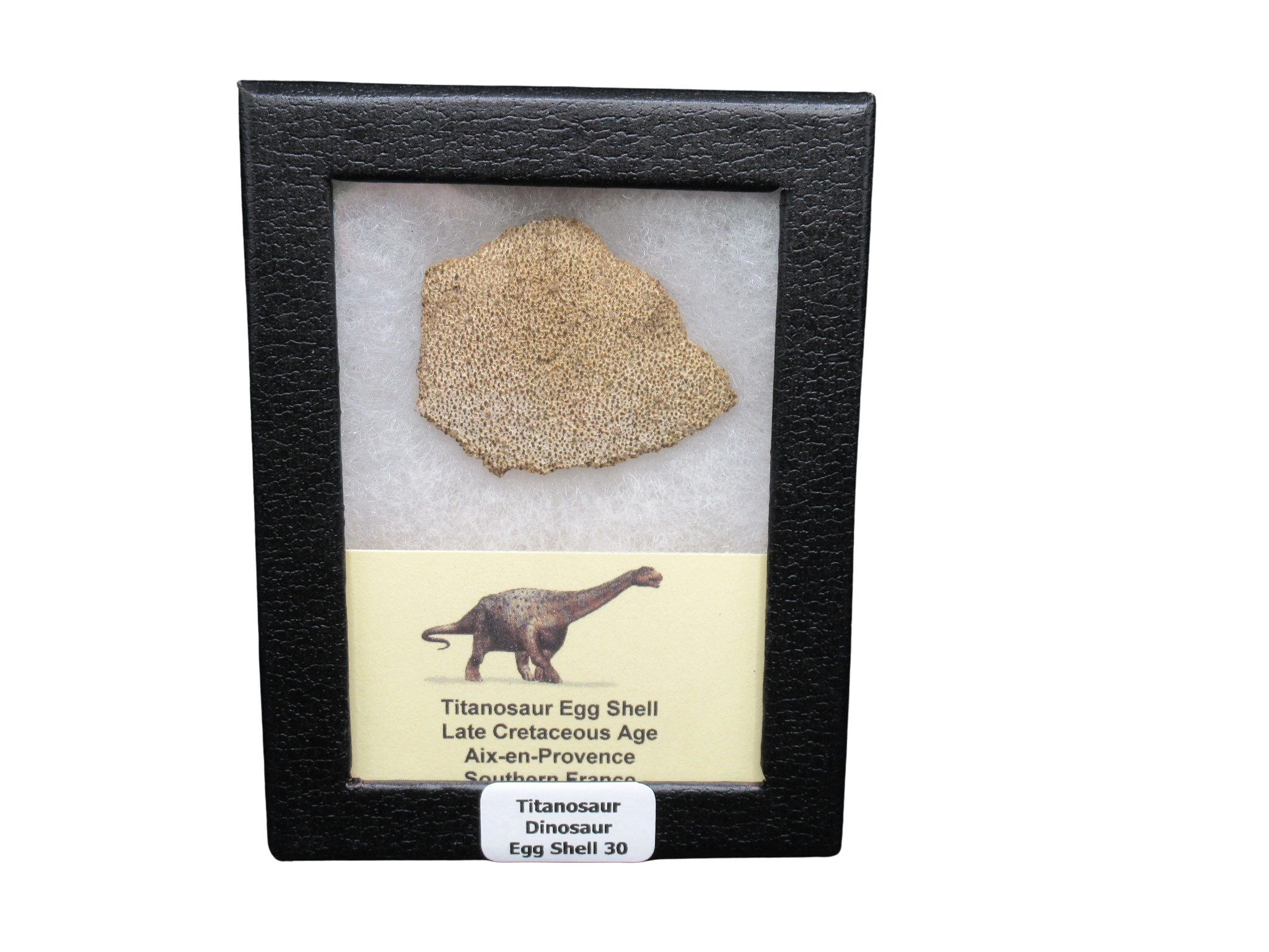 Late Cretaceous Age Titanosaur Egg Shell from France in Riker 30 | Fossils for Sale Genuine Cretaceous Age Titanosaur Egg Shell Fossils for Sale from France #30