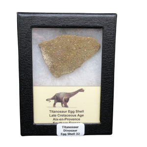 Late Cretaceous Age Titanosaur Egg Shell from France in Riker 32 | Fossils for Sale Genuine Cretaceous Age Titanosaur Egg Shell Fossils for Sale from France #32