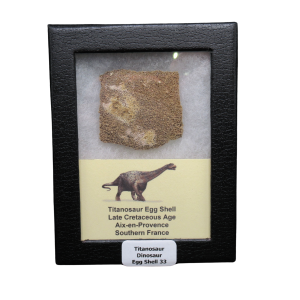 Late Cretaceous Age Titanosaur Egg Shell from France in Riker 33 | Fossils for Sale Genuine Cretaceous Age Titanosaur Egg Shell Fossils for Sale from France #33