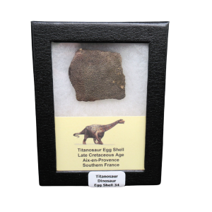Late Cretaceous Age Titanosaur Egg Shell from France in Riker 34 | Fossils for Sale Genuine Cretaceous Age Titanosaur Egg Shell Fossils for Sale from France #34