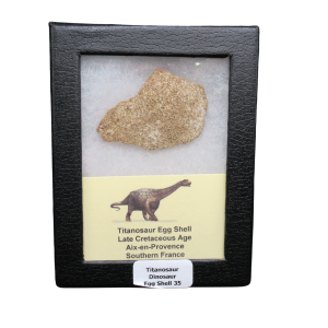 Late Cretaceous Age Titanosaur Egg Shell from France in Riker 35 | Fossils for Sale Genuine Cretaceous Age Titanosaur Egg Shell Fossils for Sale from France #35