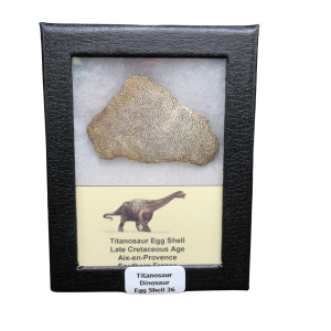 Late Cretaceous Age Titanosaur Egg Shell from France in Riker 36 | Fossils for Sale Genuine Cretaceous Age Titanosaur Egg Shell Fossils for Sale from France #36