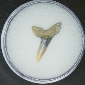 Miocene Age Isursus oxyrinchus Extinct Shark Tooth from North Carolina 1 | Fossils for Sale Genuine Miocene Age Isursus oxyrinchus Extinct Shark Tooth Fossils for Sale from North Carolina #1