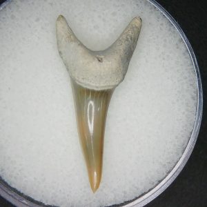 Miocene Age Isursus oxyrinchus Extinct Shark Tooth from North Carolina 2 | Fossils for Sale Genuine Miocene Age Isursus oxyrinchus Extinct Shark Tooth Fossils for Sale from North Carolina #2