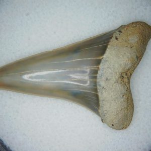 Miocene Age Isursus oxyrinchus Extinct Shark Tooth from North Carolina 3 | Fossils for Sale Genuine Miocene Age Isursus oxyrinchus Extinct Shark Tooth Fossils for Sale from North Carolina #3