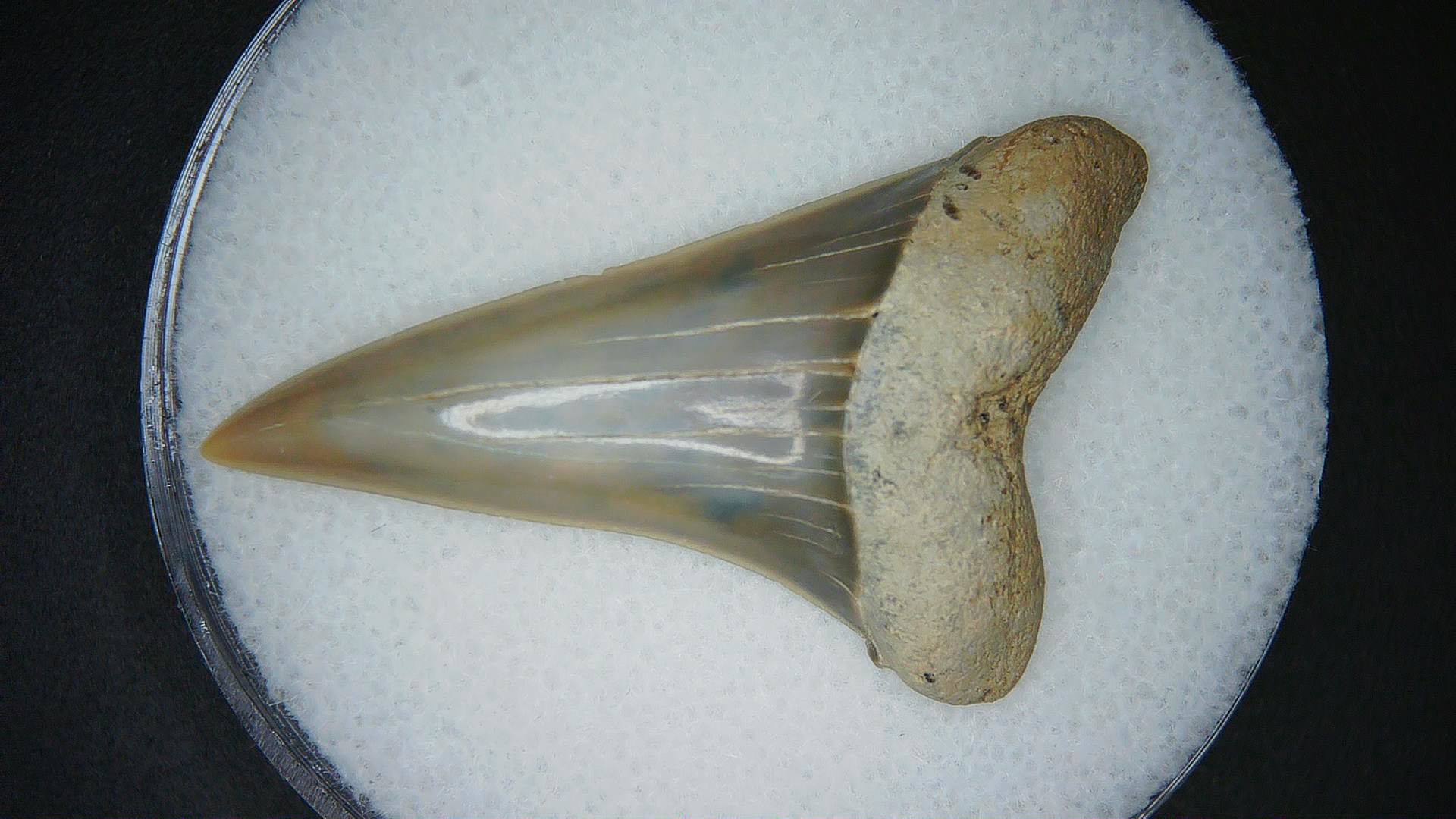 Miocene Age Isursus oxyrinchus Extinct Shark Tooth from North Carolina 3 | Fossils for Sale Genuine Miocene Age Isursus oxyrinchus Extinct Shark Tooth Fossils for Sale from North Carolina #3