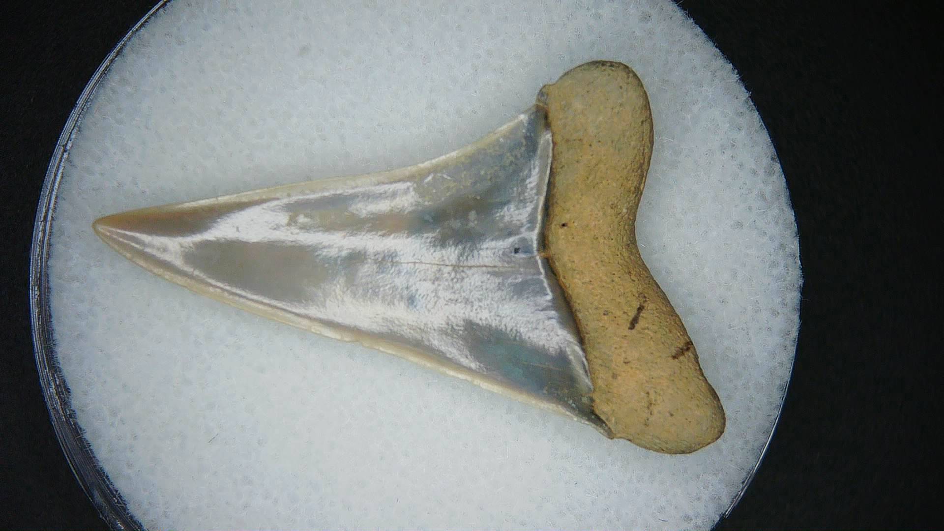 Miocene Age Isursus oxyrinchus Extinct Shark Tooth from North Carolina 3a | Fossils for Sale Genuine Miocene Age Isursus oxyrinchus Extinct Shark Tooth Fossils for Sale from North Carolina #3a