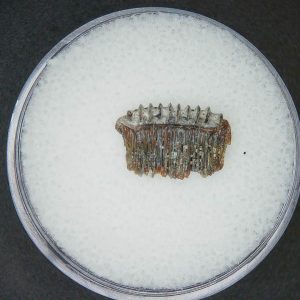 Genuine Miocene Age Plinthicus stenodon Extinct Ray Tooth Fossils for Sale from North Carolina #10