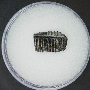 Genuine Miocene Age Plinthicus stenodon Extinct Ray Tooth Fossils for Sale from North Carolina #11