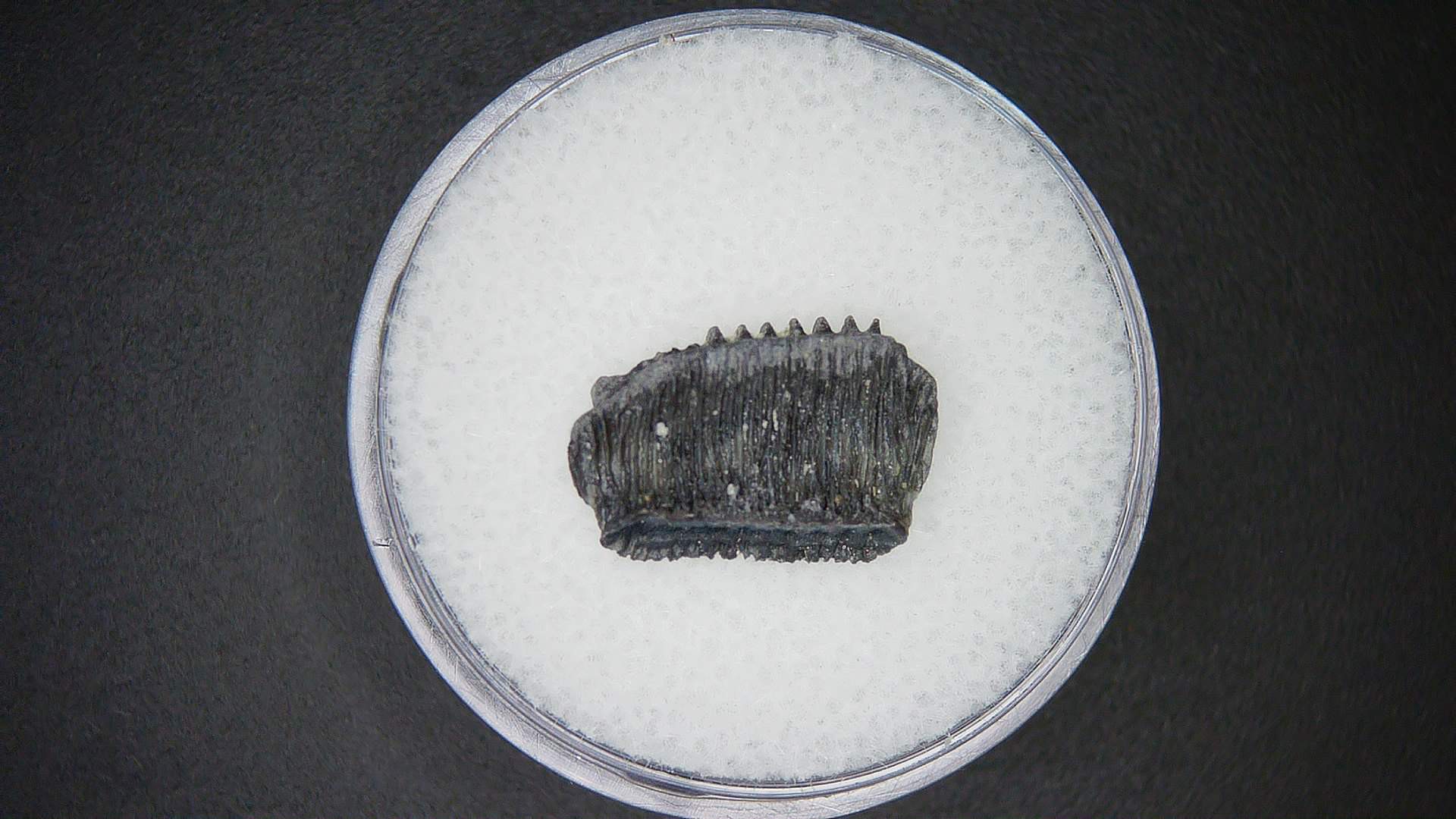 Miocene Age Plinthicus stenodon Extinct Ray Tooth from North Carolina 13a | Fossils for Sale Genuine Miocene Age Plinthicus stenodon Extinct Ray Tooth Fossils for Sale from North Carolina #13a