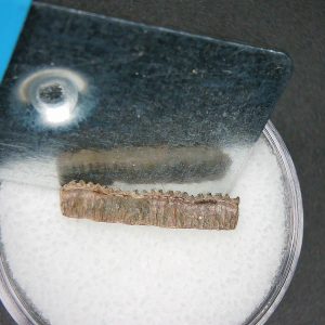 Genuine Miocene Age Plinthicus stenodon Extinct Ray Tooth Fossils for Sale from North Carolina #15