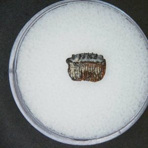 Genuine Miocene Age Plinthicus stenodon Extinct Ray Tooth Fossils for Sale from North Carolina #3