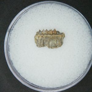 Genuine Miocene Age Plinthicus stenodon Extinct Ray Tooth Fossils for Sale from North Carolina #4