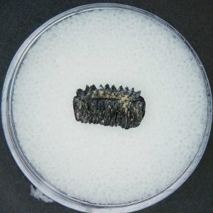 Genuine Miocene Age Plinthicus stenodon Extinct Ray Tooth Fossils for Sale from North Carolina #6