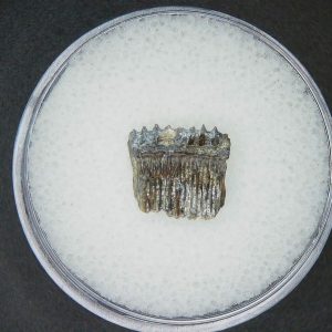 Genuine Miocene Age Plinthicus stenodon Extinct Ray Tooth Fossils for Sale from North Carolina #9