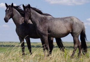 Nokota_Horses_cropped | Fossils for Sale Equus