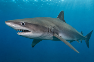 Odontaspis Shark | Fossils for Sale Odontaspis acutissima