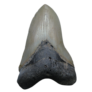 Genuine Miocene Age Megalodon Shark Tooth for Sale from South Carolina #100