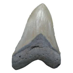 Genuine Miocene Age Megalodon Shark Tooth for Sale from South Carolina #101